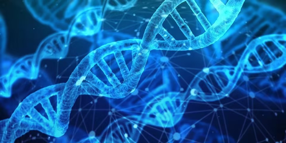 质粒DNA片段大小分布—CGE-LIF